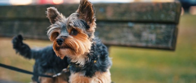 Norwich terrier